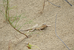 Phrynocephalus mystaceus