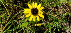 Rudbeckia missouriensis