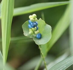 Persicaria perfoliata