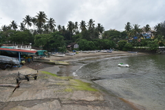 Terminalia catappa