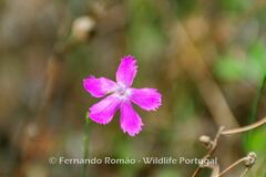 Dianthus cintranus barbatus