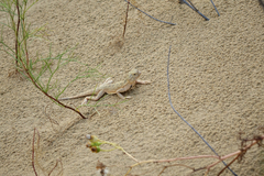 Phrynocephalus mystaceus