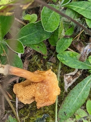 Chalciporus piperatus