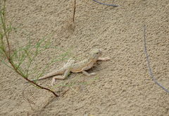 Phrynocephalus mystaceus