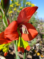 Gladiolus alatus