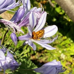 Ochlodes sylvanoides