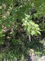 Populus davidiana