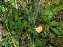 Chalciporus piperatus