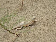 Phrynocephalus mystaceus