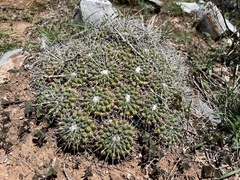Mammillaria compressa compressa