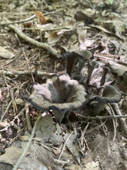 Craterellus
