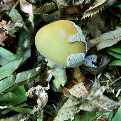 Gemmatae