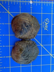 Cyclonaias tuberculata