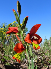 Gladiolus alatus