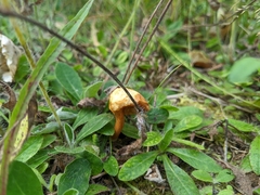Chalciporus piperatus