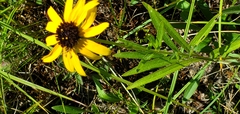 Rudbeckia missouriensis