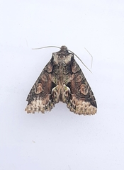 Allophyes oxyacanthae