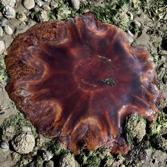 Cyanea ferruginea