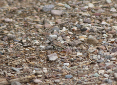 Callisaurus draconoides