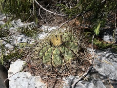 Ferocactus histrix