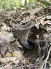 Craterellus