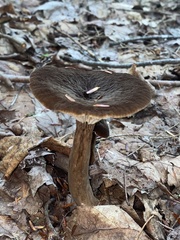 Lactarius lignyotus