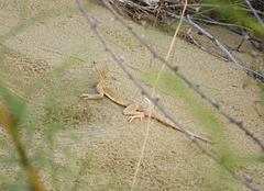 Phrynocephalus mystaceus