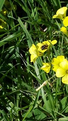 Apis mellifera capensis