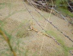 Phrynocephalus mystaceus