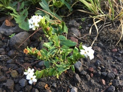 Lithospermum distichum