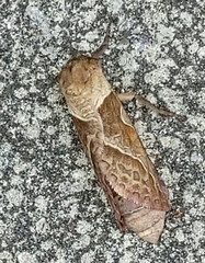 Triodia sylvina