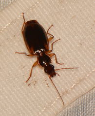 Cymindis limbata