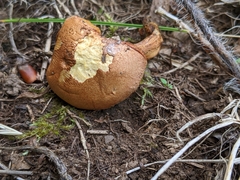 Chalciporus piperatus