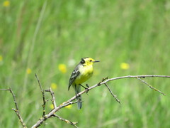 Motacilla citreola
