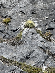 Ferocactus histrix