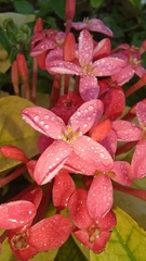 Ixora