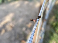 Delphinia picta