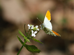 Anthocharis cardamines