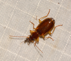 Cymindis limbata