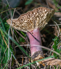 Russula sanguinea