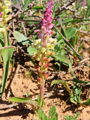 Lachenalia pallida