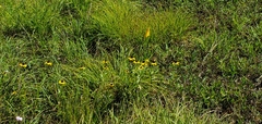 Rudbeckia missouriensis