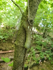 Eumorpha pandorus