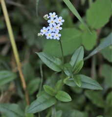 Myosotis scorpioides