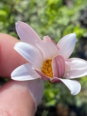 Dimorphotheca cuneata
