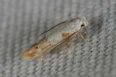Mompha circumscriptella