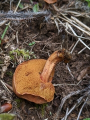 Chalciporus piperatus