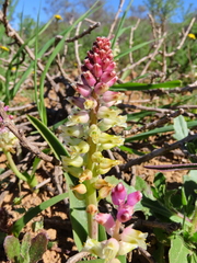 Lachenalia pallida