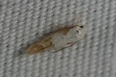 Mompha circumscriptella