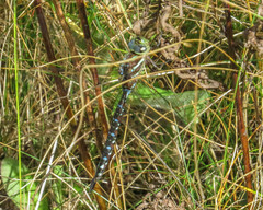 Aeshna tuberculifera